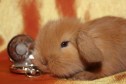 Питомник карликовых кроликов в городе Махачкала, фото 3, стоимость: 0 руб.