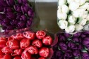 Тюльпаны цветы 8 марта в городе Железнодорожный, фото 1, Московская область
