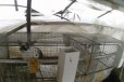 Клетки для содержания кроликов в городе Курск, фото 1, Курская область