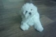 Продам породистого щенка мальтийской болонки в городе Иркутск, фото 3, стоимость: 0 руб.