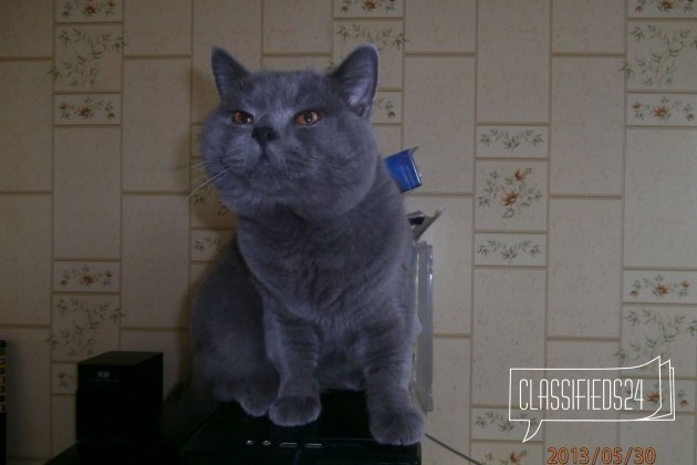 Британские котята голубые, кремовые и лиловые в городе Новосибирск, фото 5, телефон продавца: +7 (960) 789-86-53