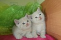 Британские котята голубые, кремовые и лиловые в городе Новосибирск, фото 2, телефон продавца: +7 (960) 789-86-53