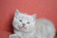 Британские котята голубые, кремовые и лиловые в городе Новосибирск, фото 3, стоимость: 3 000 руб.