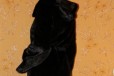 Норковая цельная шуба выше коле с капюшоном черная в городе Санкт-Петербург, фото 2, телефон продавца: +7 (903) 098-98-27