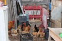 Цыплята домашние в городе Ахтубинск, фото 1, Астраханская область