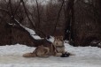 Предлагаю щенков аляскинского маламута в городе Боровичи, фото 3, стоимость: 25 000 руб.