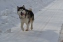 Предлагаю щенков аляскинского маламута в городе Боровичи, фото 5, Новгородская область
