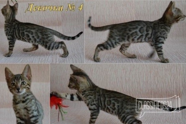 Котята бенгальской породы в городе Томск, фото 3, телефон продавца: +7 (904) 320-73-23