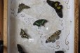 Декоративная рамочка с тропическими бабочками в городе Красноярск, фото 1, Красноярский край