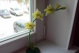 Орхидея светло-зелеая в городе Красноярск, фото 1, Красноярский край