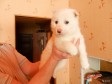Продается щенок западно-сибирской лайки в городе Сыктывкар, фото 1, Коми
