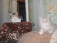 Британские длинношерстные кошечки в городе Барнаул, фото 1, Алтайский край