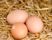 Яйца домашние в городе Самара, фото 1, Самарская область