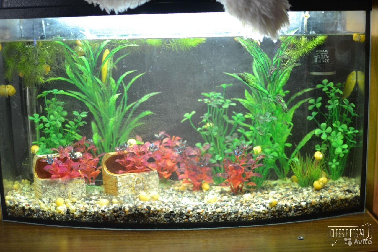 Аквариум-панорама полный комплект 70 л в городе Липецк, фото 1, телефон продавца: +7 (904) 697-96-02