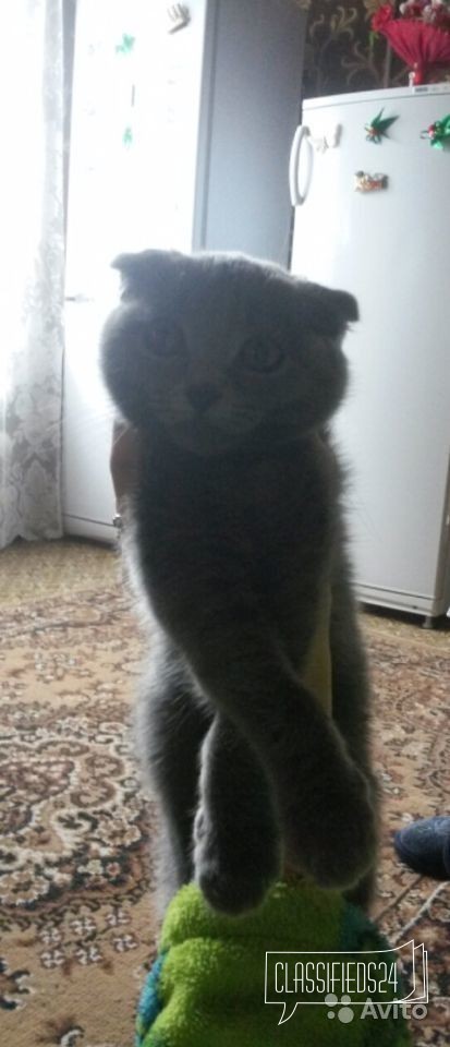 Шотландский котик в городе Саранск, фото 1, стоимость: 1 450 руб.