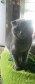 Шотландский котик в городе Саранск, фото 2, телефон продавца: +7 (919) 789-95-73