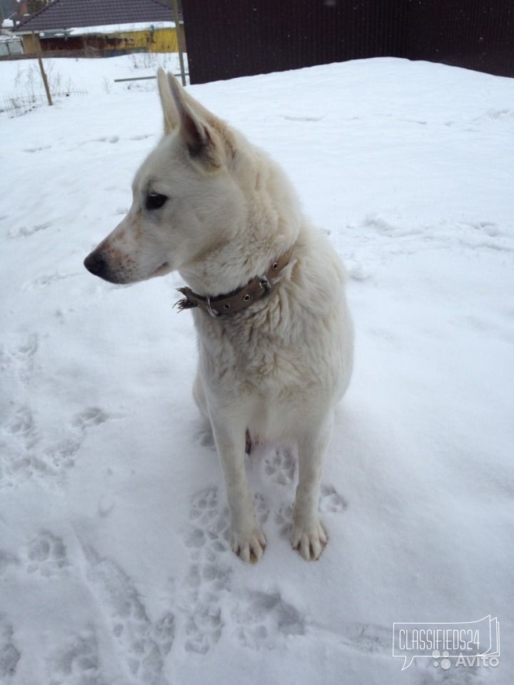 Щенки лайки в городе Набережные Челны, фото 2, стоимость: 500 руб.