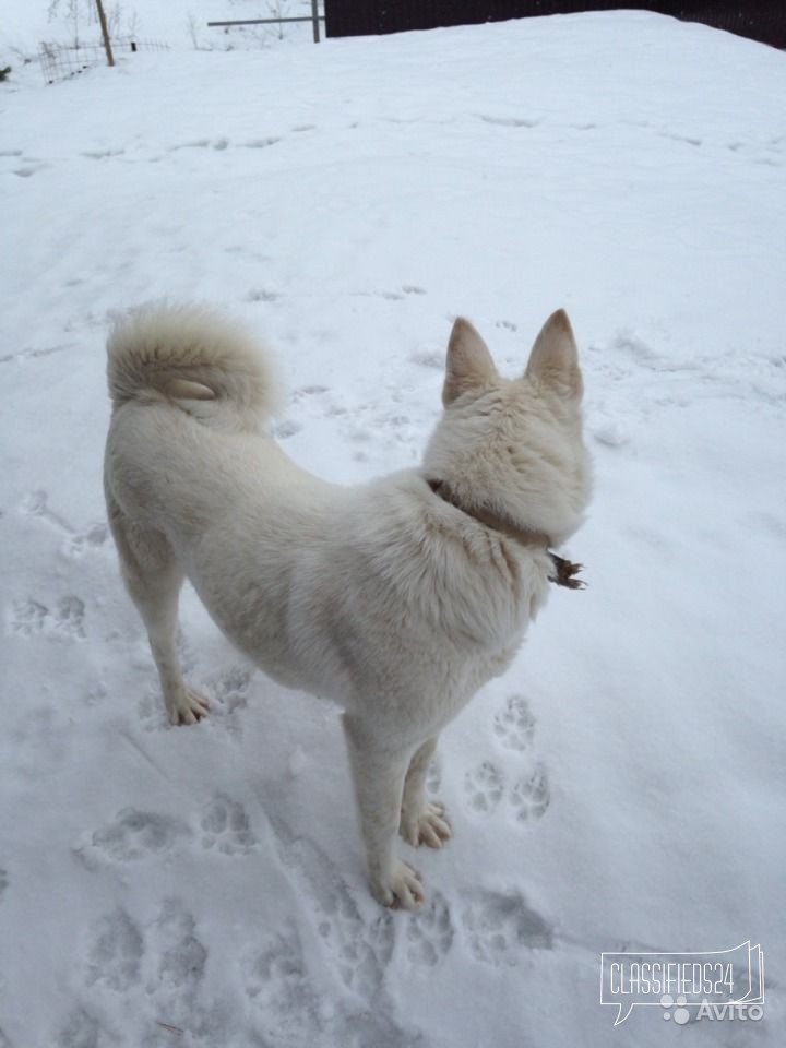 Щенки лайки в городе Набережные Челны, фото 3, Лайка
