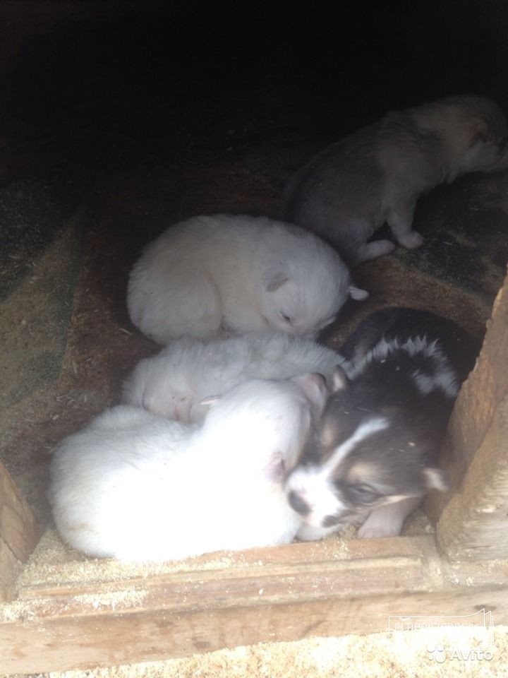 Щенки лайки в городе Набережные Челны, фото 4, Татарстан