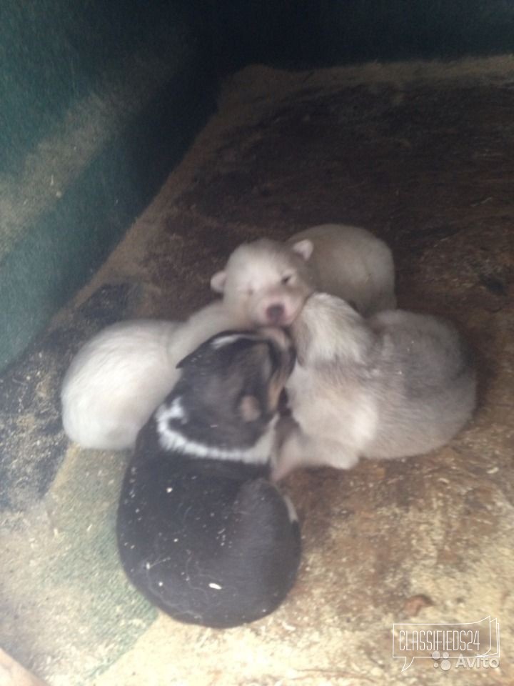 Щенки лайки в городе Набережные Челны, фото 5, телефон продавца: +7 (906) 121-57-68