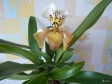 Орхидея пафиопедилум (американский гибрид) в городе Бийск, фото 1, Алтайский край