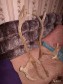 Рога оленя в городе Воркута, фото 1, Коми