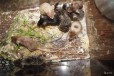 Сатиновые и кудрявые мышата в городе Нижний Новгород, фото 1, Нижегородская область