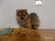 Мини шпиц, мальчик Мистер Померашкин в городе Рязань, фото 1, Рязанская область