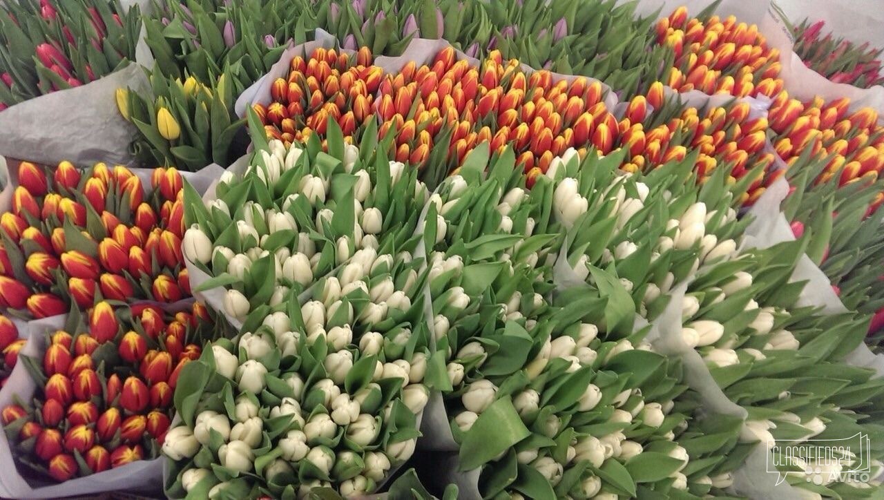 Тюльпаны из Голландии. Все цвета в городе Калининград, фото 1, Растения