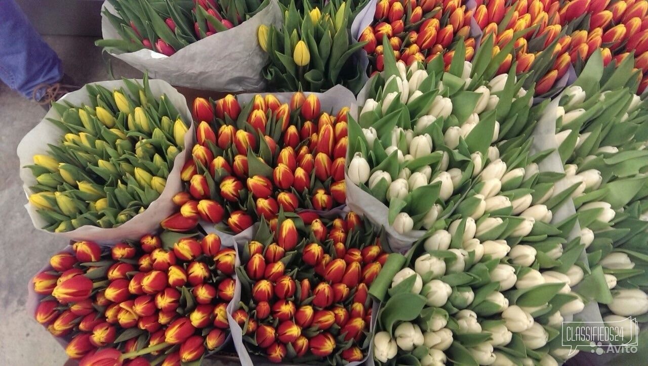 Тюльпаны из Голландии. Все цвета в городе Калининград, фото 2, Калининградская область