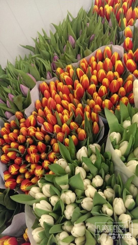 Тюльпаны из Голландии. Все цвета в городе Калининград, фото 3, телефон продавца: +7 (950) 673-26-05