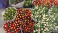 Тюльпаны из Голландии. Все цвета в городе Калининград, фото 2, телефон продавца: +7 (950) 673-26-05