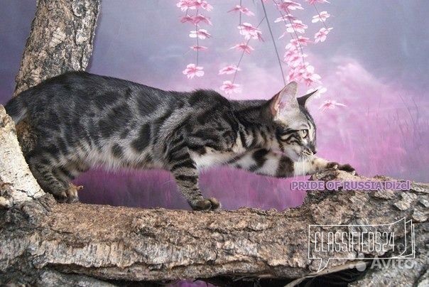 Бенгальский котик редкого окраса в городе Санкт-Петербург, фото 2, стоимость: 20 000 руб.