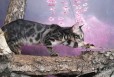 Бенгальский котик редкого окраса в городе Санкт-Петербург, фото 2, телефон продавца: +7 (911) 160-05-35
