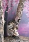 Бенгальский котик редкого окраса в городе Санкт-Петербург, фото 5, Ленинградская область