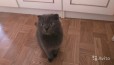 Кошечка Британская Вислоухая в городе Батайск, фото 3, стоимость: 2 000 руб.
