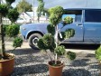 Туй елки любые декоротивные ростения в городе Магас, фото 2, телефон продавца: +7 (928) 703-10-06