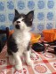 Котята мейн-кун в городе Лобня, фото 2, телефон продавца: +7 (925) 037-02-70