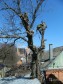 Спил деревьев в городе Кострома, фото 1, Костромская область
