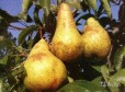 Плодовое растение груши Бере Боск в городе Тихорецк, фото 1, Краснодарский край