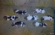 Продаются щенки в городе Омск, фото 3, стоимость: 12 000 руб.