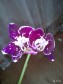 Орхидея Пурпле в городе Брянск, фото 1, Брянская область