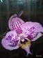 Орхидея Гламур в городе Брянск, фото 1, Брянская область