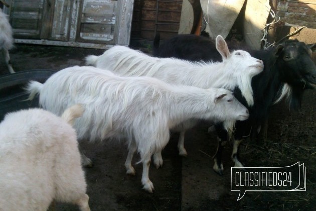 Продаются козы, козье молоко в городе Новочеркасск, фото 1, телефон продавца: +7 (922) 993-62-57