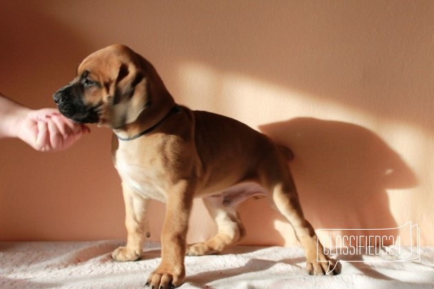 Южноафриканский бурбуль в городе Новосибирск, фото 1, телефон продавца: +7 (904) 964-98-64