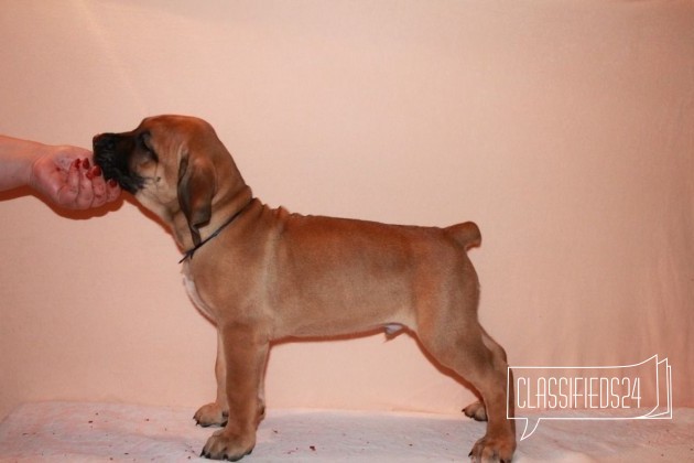 Южноафриканский бурбуль в городе Новосибирск, фото 2, стоимость: 0 руб.