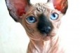 Продаются котята Канадского сфинкса в городе Курган, фото 2, телефон продавца: +7 (908) 009-85-59