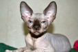 Продаются котята Канадского сфинкса в городе Курган, фото 3, стоимость: 15 000 руб.
