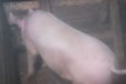 Продам свинку 8 месяцев Саргатский р-он в городе Омск, фото 1, Омская область