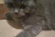 Котята шотландской породы в городе Пласт, фото 1, Челябинская область